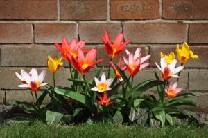 Colorful Flowers