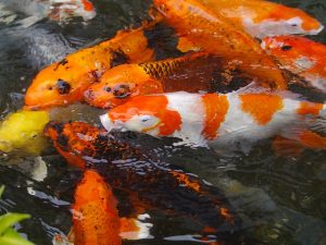 Fish in the pond